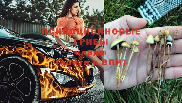 ПСИЛОЦИБИНОВЫЕ ГРИБЫ Каменка